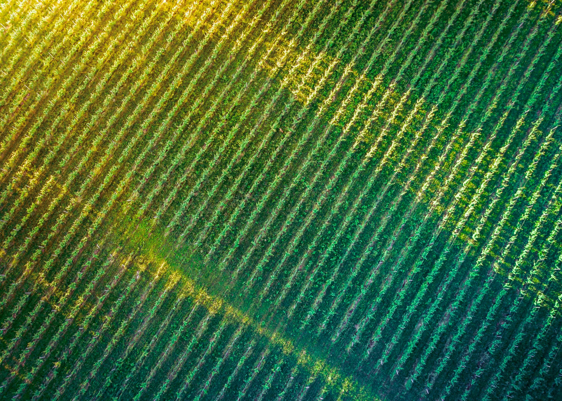 Heartland Organics Corn Field